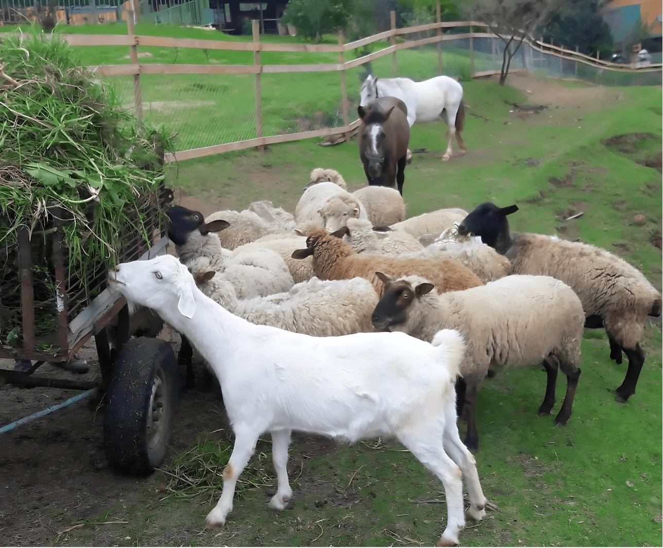 paseo-de-curso-paseo-granja